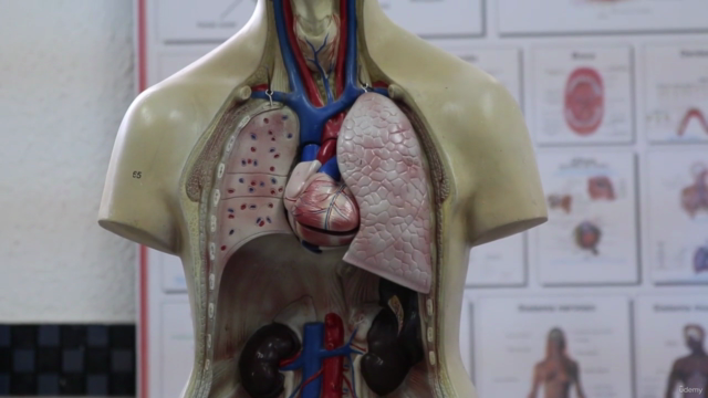 A Ultimate guide to learn Human Anatomy for medical students - Screenshot_02