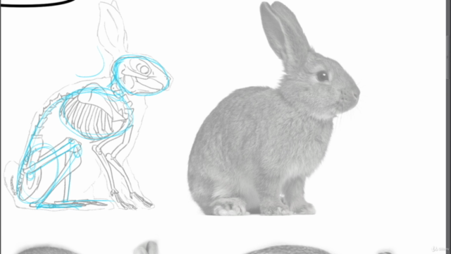 Drawing Animals - The Essential Course -Beginner to Advanced - Screenshot_02