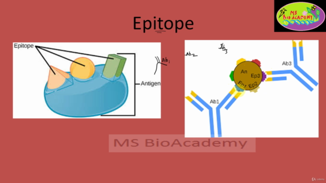 Biotechnology:Understand The Immunology Basics to Gene Level - Screenshot_02