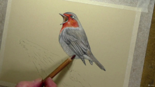 How to Draw Birds Vol 1 - Parrot, Kingfisher, Robin & Owl - Screenshot_03