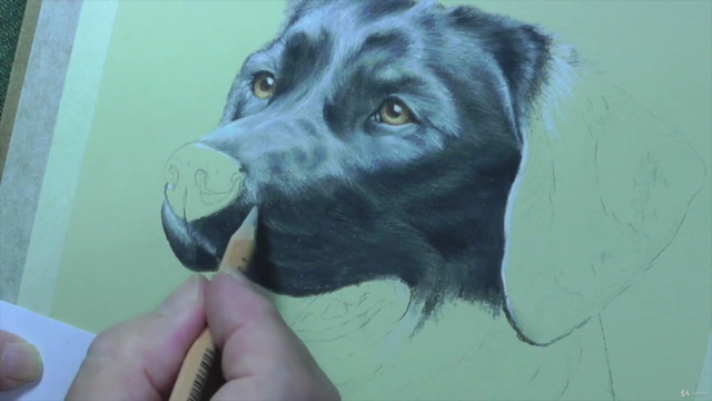 How To Draw Dogs Vol 1 - Pug, Collie, Labrador & Terrier - Screenshot_03