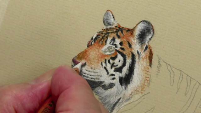 How to Draw Lions, Tigers and Bears using Pastel Pencils - Screenshot_01