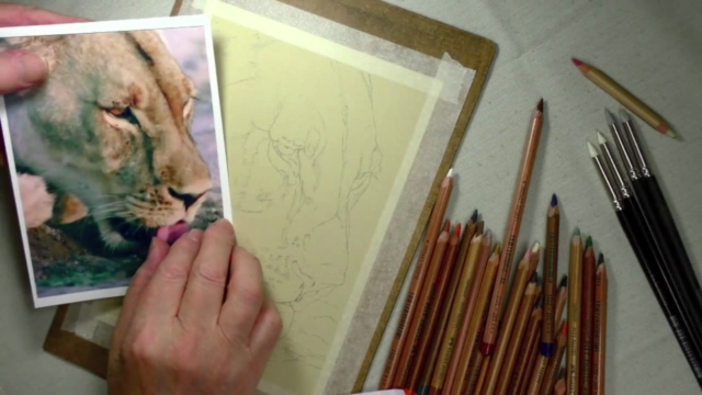 How to Draw Lions, Tigers and Bears using Pastel Pencils - Screenshot_02