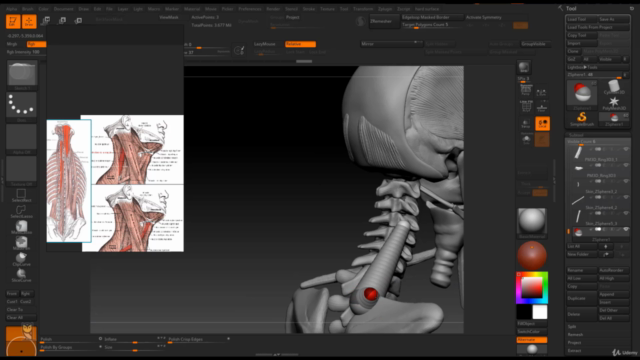 Female Anatomy Sculpting in Zbrush - Screenshot_03