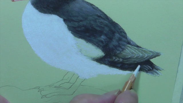 How To Draw Birds Vol 2 - Puffin, Pelican & Toucan - Screenshot_04