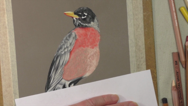 How to Draw Birds Vol 3 - American Robin, Kingfisher & Duck - Screenshot_01