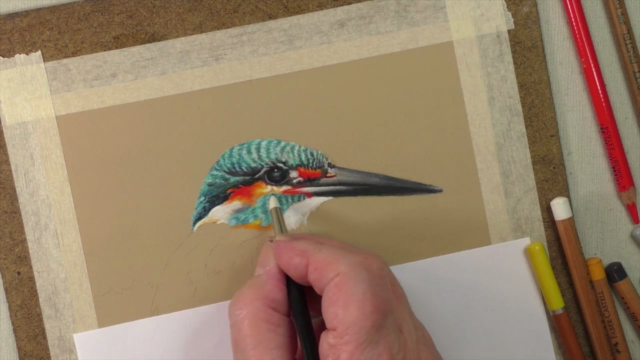 How to Draw Birds Vol 3 - American Robin, Kingfisher & Duck - Screenshot_02