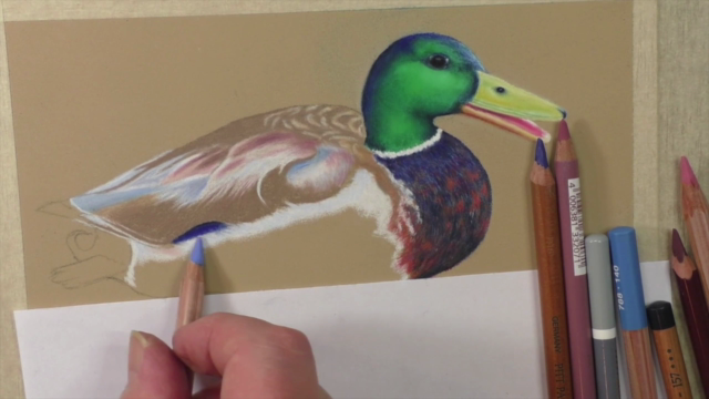 How to Draw Birds Vol 3 - American Robin, Kingfisher & Duck - Screenshot_04