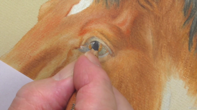 How To Draw Horses Step by Step - 4 Subjects in 1 Course - Screenshot_01