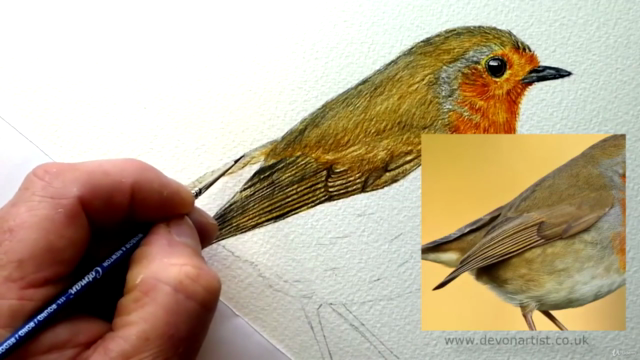 How to Paint a Realistic Robin Bird in Watercolour - Screenshot_03