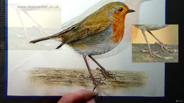 How to Paint a Realistic Robin Bird in Watercolour - Screenshot_04