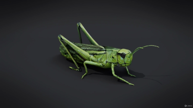 Blender 2.81 - Spiders and insects creation from scratch - Screenshot_04