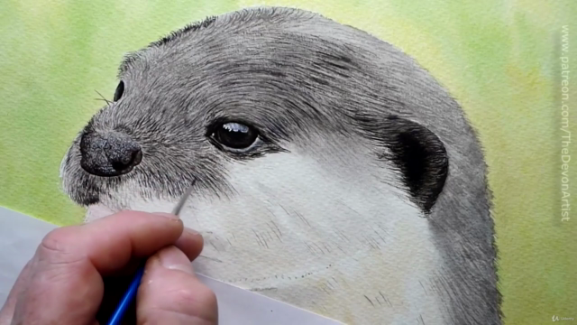 How To Paint a Realistic Otter In Watercolour, Step by Step - Screenshot_02
