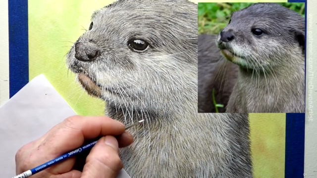 How To Paint a Realistic Otter In Watercolour, Step by Step - Screenshot_04
