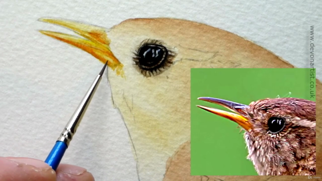 Watercolour Bird Painting - How To Paint a Realistic Wren - Screenshot_02