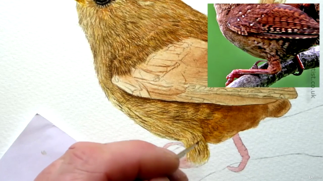 Watercolour Bird Painting - How To Paint a Realistic Wren - Screenshot_03