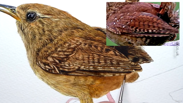 Watercolour Bird Painting - How To Paint a Realistic Wren - Screenshot_04