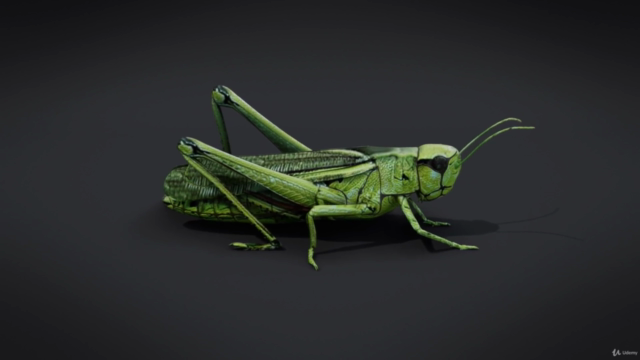 Blender 2.81 - Création d'insectes et araignées - Screenshot_04