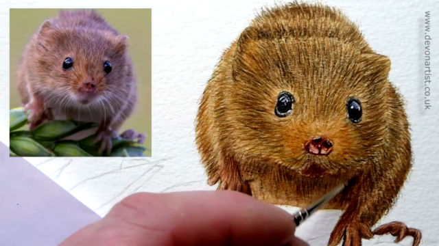 How To Paint in Watercolour a Realistic, Cute Harvest Mouse! - Screenshot_03