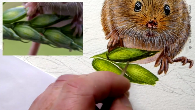 How To Paint in Watercolour a Realistic, Cute Harvest Mouse! - Screenshot_04