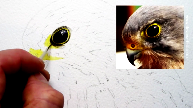 Watercolour Bird Painting Lesson, Paint a Realistic Kestrel! - Screenshot_02