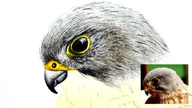 Watercolour Bird Painting Lesson, Paint a Realistic Kestrel! - Screenshot_03