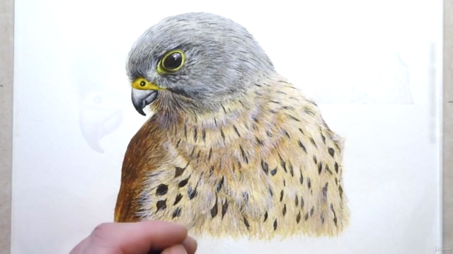 Watercolour Bird Painting Lesson, Paint a Realistic Kestrel! - Screenshot_04