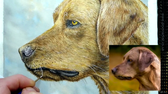 How To Paint a Dog in Watercolour - Painting Fur in Detail! - Screenshot_04