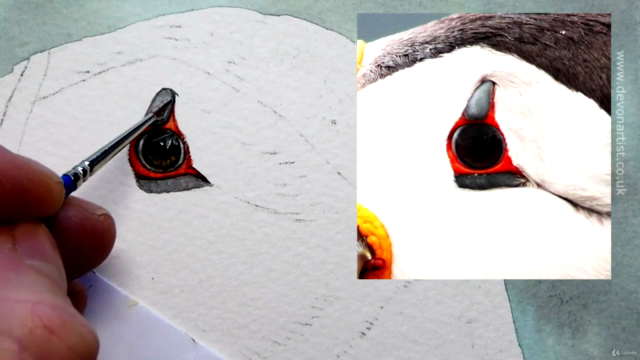 Watercolor Painting - Paint a Puffin - Screenshot_02