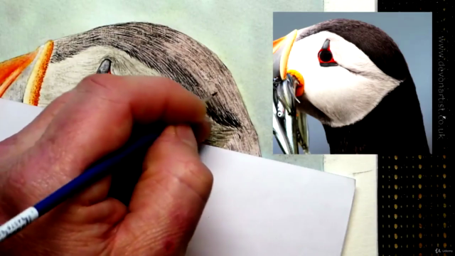 Watercolor Painting - Paint a Puffin - Screenshot_03