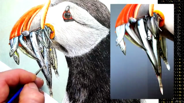 Watercolor Painting - Paint a Puffin - Screenshot_04