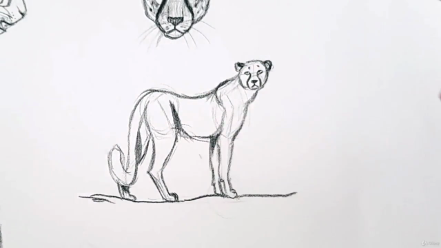 Hayvan Çizimi Resim Kursu | Animal Drawing Course - Screenshot_01