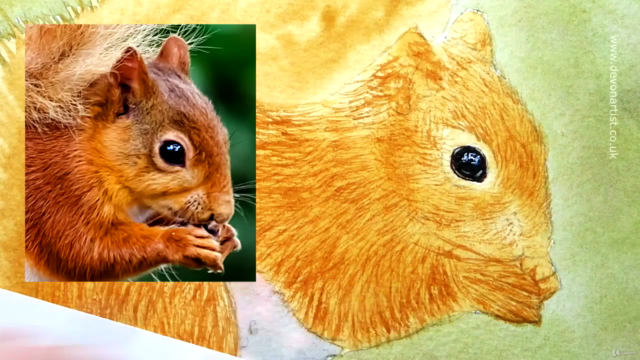 Watercolour Wildlife Painting - How To Paint a Red Squirrel - Screenshot_03