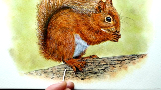 Watercolour Wildlife Painting - How To Paint a Red Squirrel - Screenshot_04