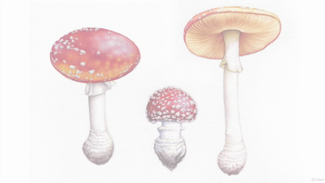 Paint Realistic Watercolor and Botanicals - TOADSTOOLS - Screenshot_02