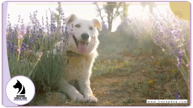 Manejo del Perro para Cuidadores Caninos - Screenshot_01