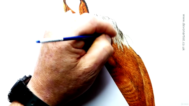 Watercolor Lesson, How To Paint a Horse's Head - Screenshot_04