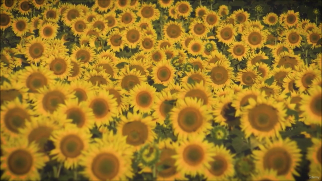 Certified Bach Flower Therapist Course - Become a Healer - Screenshot_04