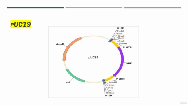 Cloning Vector concepts genetic engineering - Screenshot_03