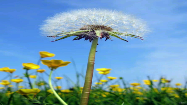 Professional Diploma In Herbal Medicine - Screenshot_02