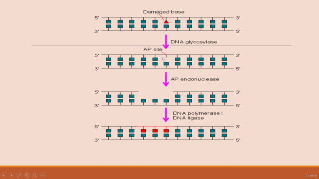 DNA REPAIR CONCEPTS - Screenshot_02