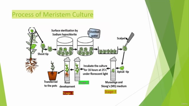 All kinds of plant tissue culture concepts - Screenshot_03