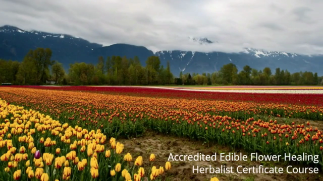 Accredited Edible Flower Healing Herbalist Certificate - Screenshot_02