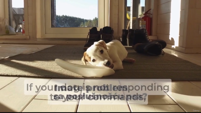 Dog Training Basics To Have A Happy And Well-Behaved Dog - Screenshot_01