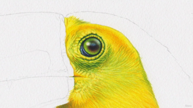 TOUCAN - Paint Realistic Watercolour and BIRDS - Screenshot_01