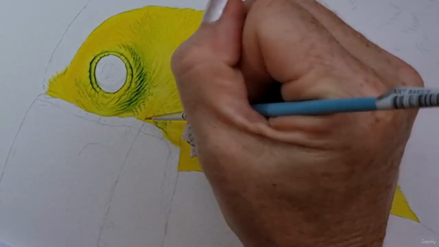 TOUCAN - Paint Realistic Watercolour and BIRDS - Screenshot_03