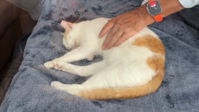 Craniosacral Therapy for Dogs and Cats Certificate Course - Screenshot_02